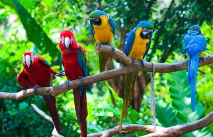 Parrot Island Baratang