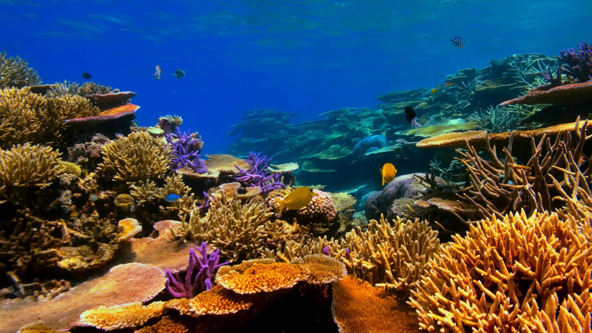 Pristine Coral Reef