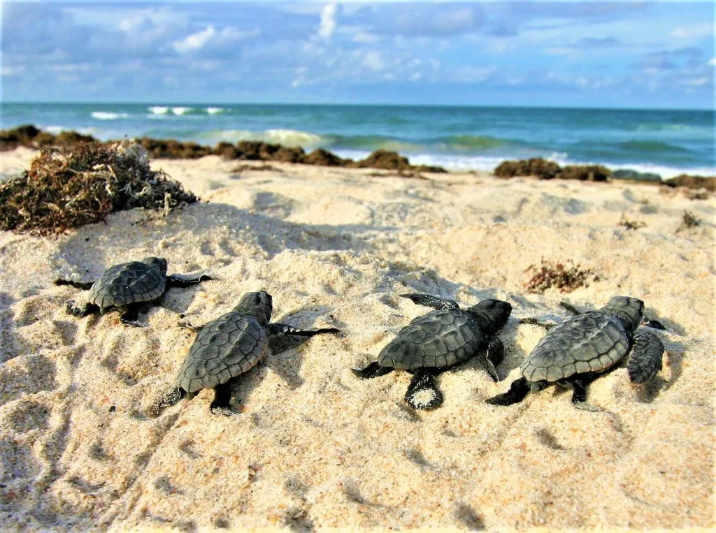 Turtle Watching Mayabunder