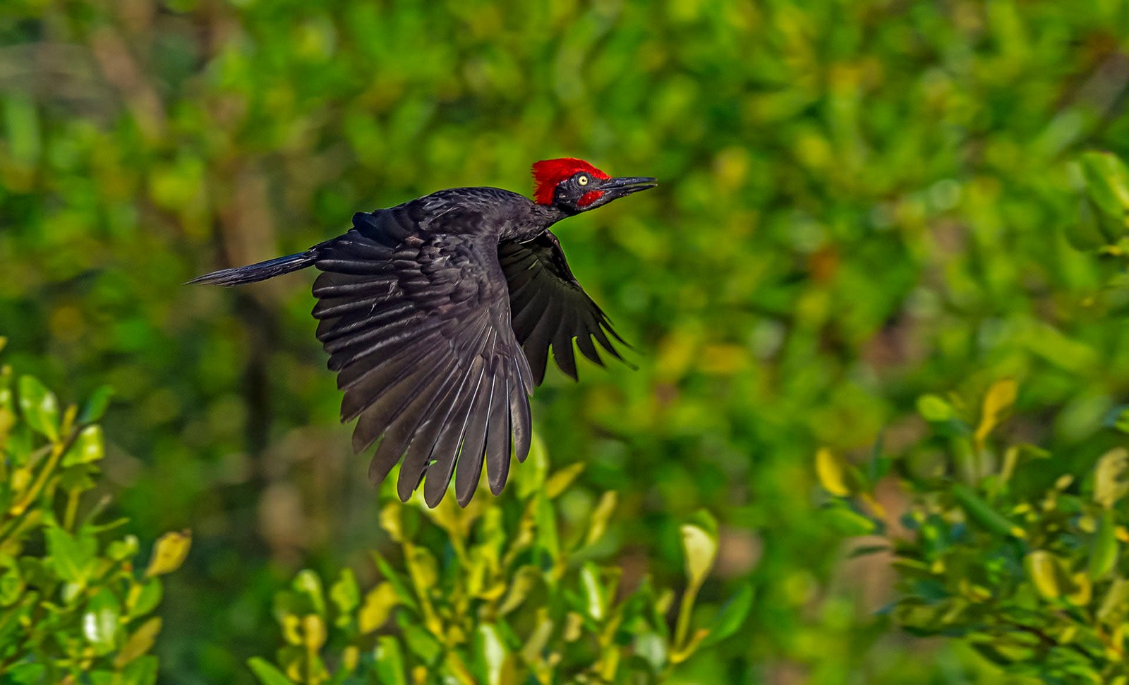 Wildlife Spotting Rangat
